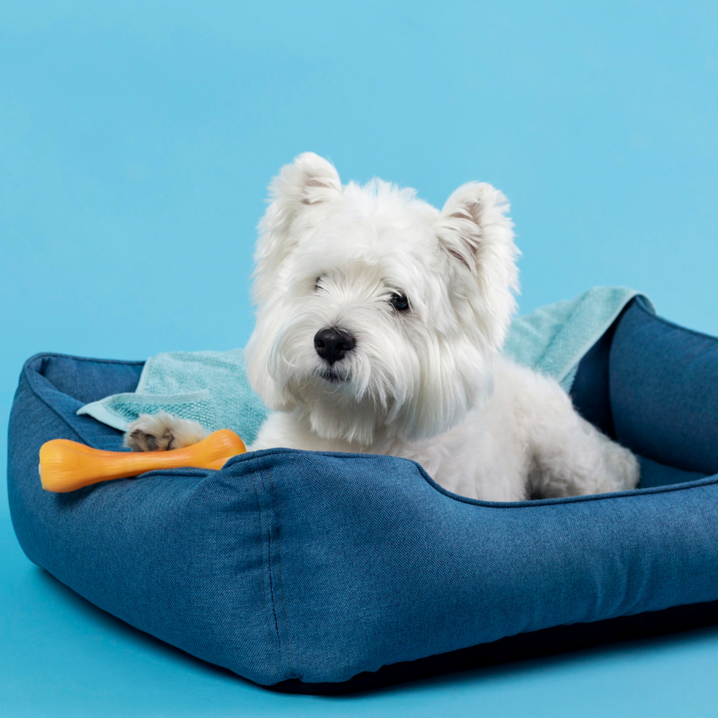 Dog Beds
