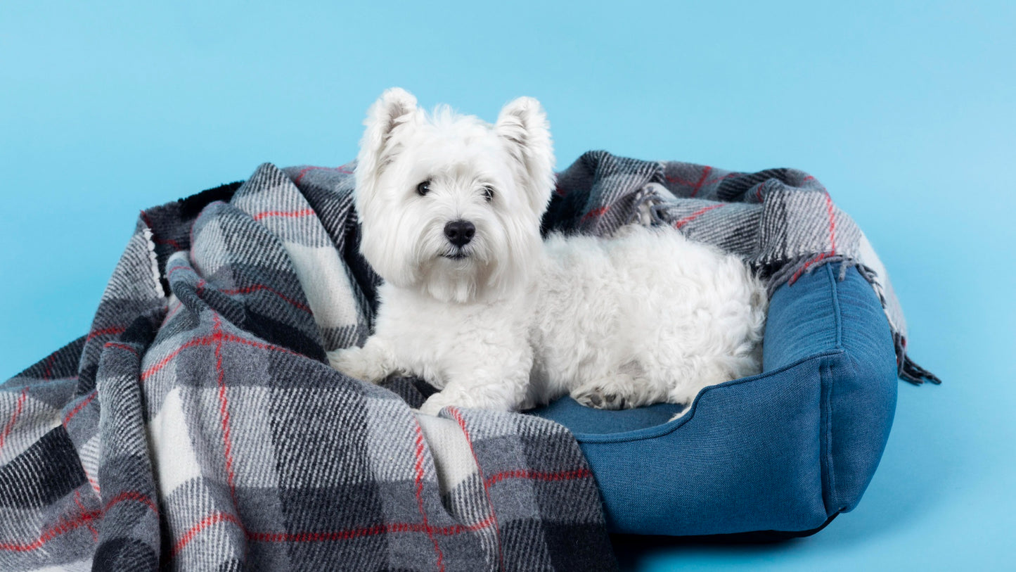 Dog Beds